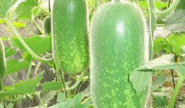 吃瓜 热门大瓜每日大赛,热门大瓜大赛精彩纷呈